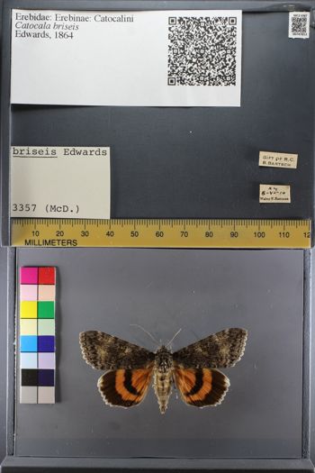 Media type: image;   Entomology 747813